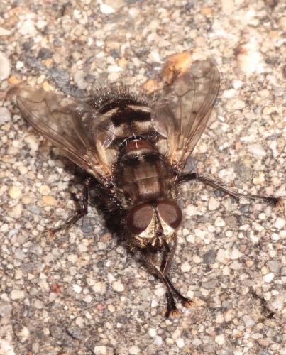 Panzeria puparum